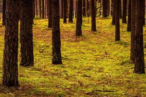 Autumn forest with pine trees standing in rows. photo