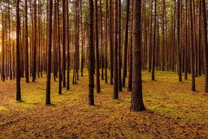 Autumn forest with pine trees standing in rows. photo