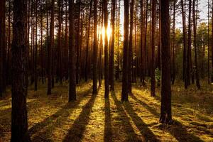 Sunset or sunrise in the autumn pine forest. Sunbeams between tree trunks. photo