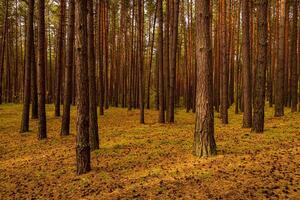 Autumn forest with pine trees standing in rows. photo