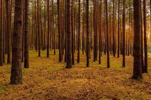 Autumn forest with pine trees standing in rows. photo