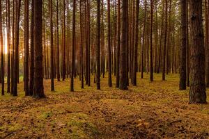 Autumn forest with pine trees standing in rows. photo