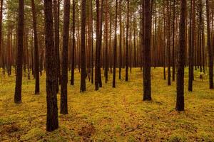 Autumn forest with pine trees standing in rows. photo