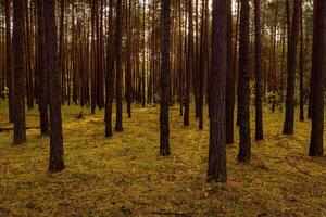 Autumn forest with pine trees standing in rows. photo
