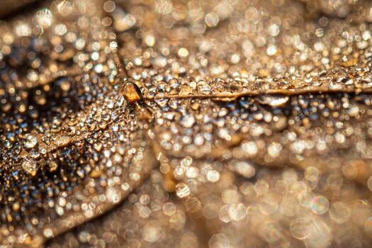 Dew drops on an autumn fallen leaf, shimmering in the sun, shot in close-up with bokeh. Abstract macro backdrop. photo