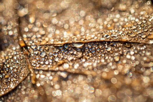 Dew drops on an autumn fallen leaf, shimmering in the sun, shot in close-up with bokeh. Abstract macro backdrop. photo
