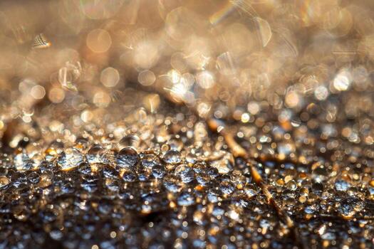 Dew drops on an autumn fallen leaf, shimmering in the sun, shot in close-up with bokeh. Abstract macro backdrop. photo