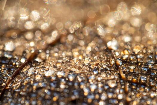 Dew drops on an autumn fallen leaf, shimmering in the sun, shot in close-up with bokeh. Abstract macro backdrop. photo