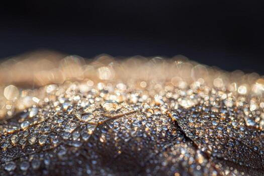 Dew drops on an autumn fallen leaf, shimmering in the sun, shot in close-up with bokeh. Abstract macro backdrop. photo