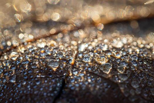 Dew drops on an autumn fallen leaf, shimmering in the sun, shot in close-up with bokeh. Abstract macro backdrop. photo