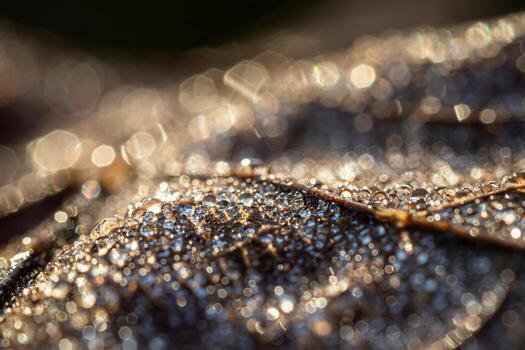 Dew drops on an autumn fallen leaf, shimmering in the sun, shot in close-up with bokeh. Abstract macro backdrop. photo