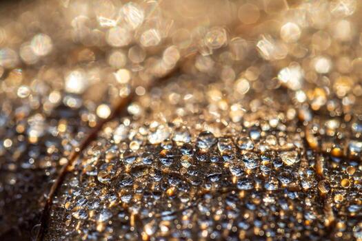 Dew drops on an autumn fallen leaf, shimmering in the sun, shot in close-up with bokeh. Abstract macro backdrop. photo