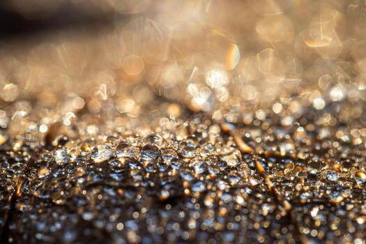 Dew drops on an autumn fallen leaf, shimmering in the sun, shot in close-up with bokeh. Abstract macro backdrop. photo