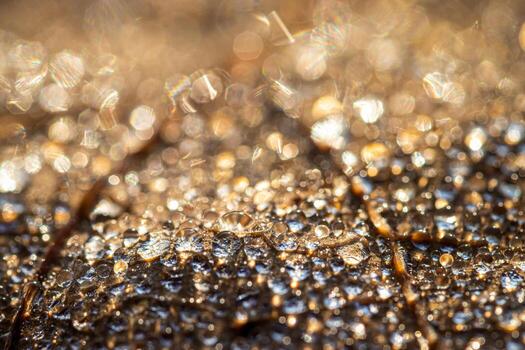Dew drops on an autumn fallen leaf, shimmering in the sun, shot in close-up with bokeh. Abstract macro backdrop. photo