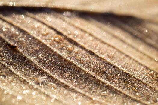 Dew drops on an autumn fallen leaf, shimmering in the sun, shot in close-up with bokeh. Abstract macro backdrop. photo