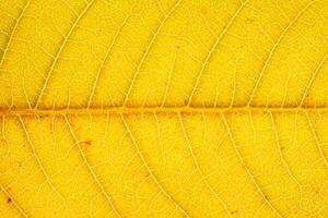 Texture of golden autumn leaf with veins close-up. Abstract backdrop for design. photo