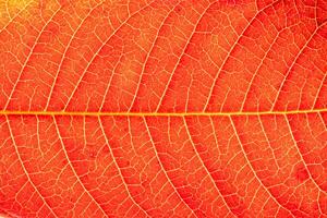 Texture of red autumn leaf with veins close-up. Abstract backdrop for design. photo