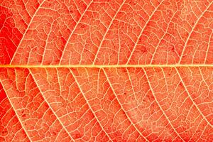 Texture of red autumn leaf with veins close-up. Abstract backdrop for design. photo