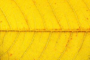 Texture of golden autumn leaf with veins close-up. Abstract backdrop for design. photo