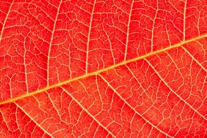 Texture of red autumn leaf with veins close-up. Abstract backdrop for design. photo