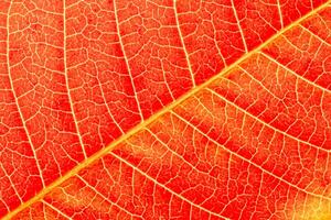 Texture of red autumn leaf with veins close-up. Abstract backdrop for design. photo