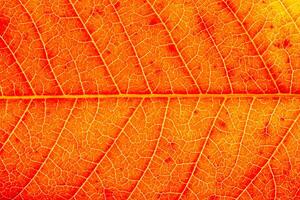 Texture of red autumn leaf with veins close-up. Abstract backdrop for design. photo