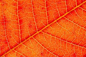 Texture of red autumn leaf with veins close-up. Abstract backdrop for design. photo