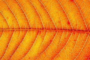 Texture of red autumn leaf with veins close-up. Abstract backdrop for design. photo