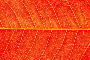 Texture of red autumn leaf with veins close-up. Abstract backdrop for design. photo