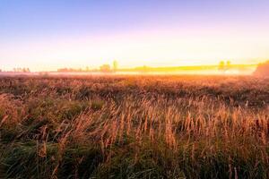 Foggy sunrise on an autumn field with grass and trees on a clear morning. photo