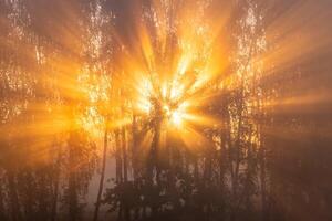 Sunrise with sunrays cutting through trees in fog, early autumn morning. photo