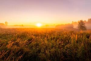 Foggy sunrise on an autumn field with grass and trees on a clear morning. photo