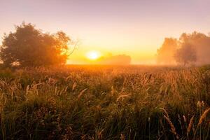 Foggy sunrise on an autumn field with grass and trees on a clear morning. photo