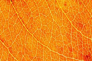 Texture of golden autumn leaf with veins close-up. Abstract background. photo