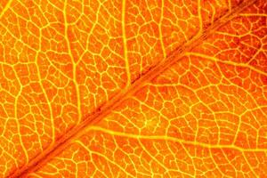 Texture of golden autumn leaf with veins close-up. Abstract background. photo