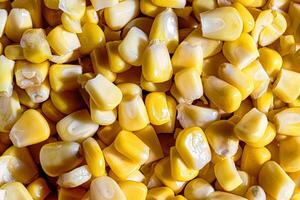 The texture of yellow uncooked corn kernels. photo
