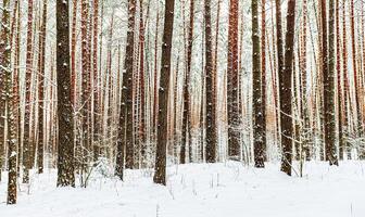 Snowfall in a pine forest on a winter cloudy day. Pine trunks covered with snow. photo