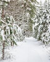 Snowfall in a pine forest on a winter cloudy day. Pine trunks covered with snow. photo