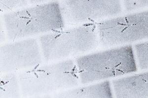 Bird footprints in the snow in winter. photo