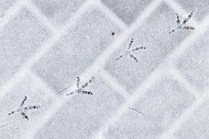 Bird footprints in the snow in winter. photo