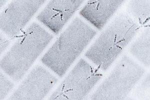 Bird footprints in the snow in winter. photo