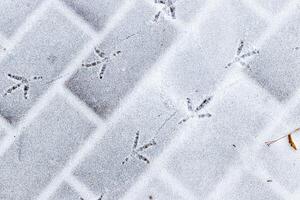 Bird footprints in the snow in winter. photo