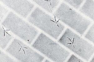 Bird footprints in the snow in winter. photo