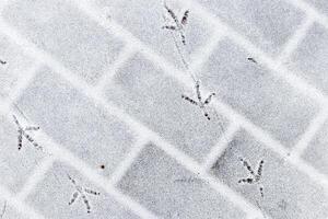 Bird footprints in the snow in winter. photo