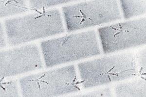 Bird footprints in the snow in winter. photo