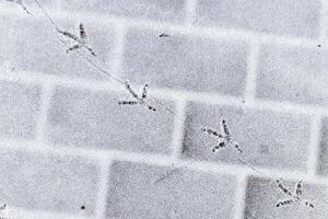 Bird footprints in the snow in winter. photo