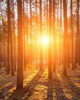 Sunbeams illuminating the trunks of pine trees at sunrise in an autumn pine forest. photo