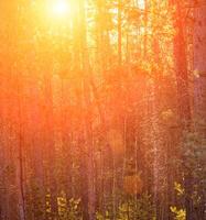 Sunbeams illuminating the trunks of pine trees at sunrise in an autumn pine forest. photo