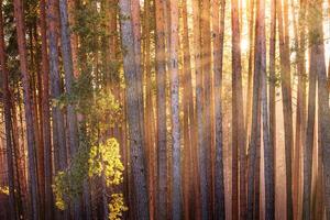 Sunbeams illuminating the trunks of pine trees at sunrise in an autumn pine forest. photo