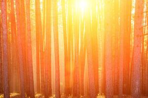 Sunbeams illuminating the trunks of pine trees at sunrise in an autumn pine forest. photo